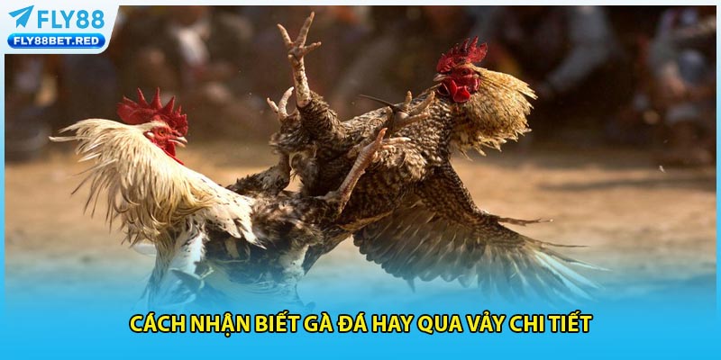 Cách nhận biết gà đá hay qua vảy chi tiết